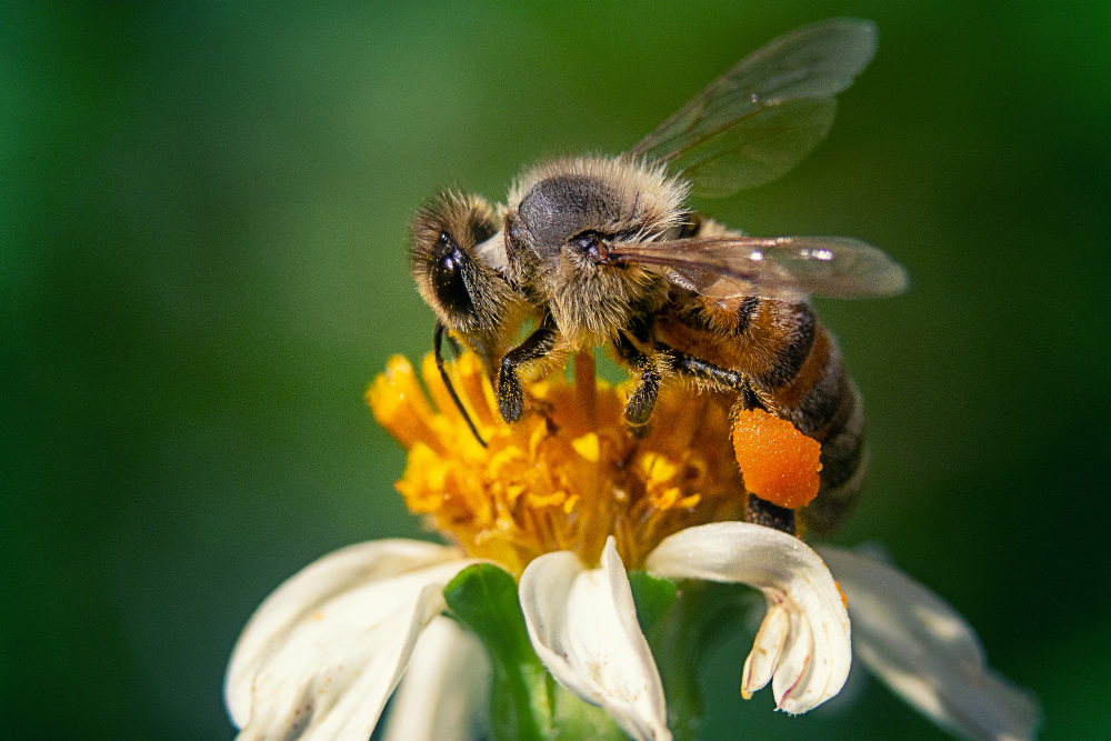 closeup shot bee chamomile flower