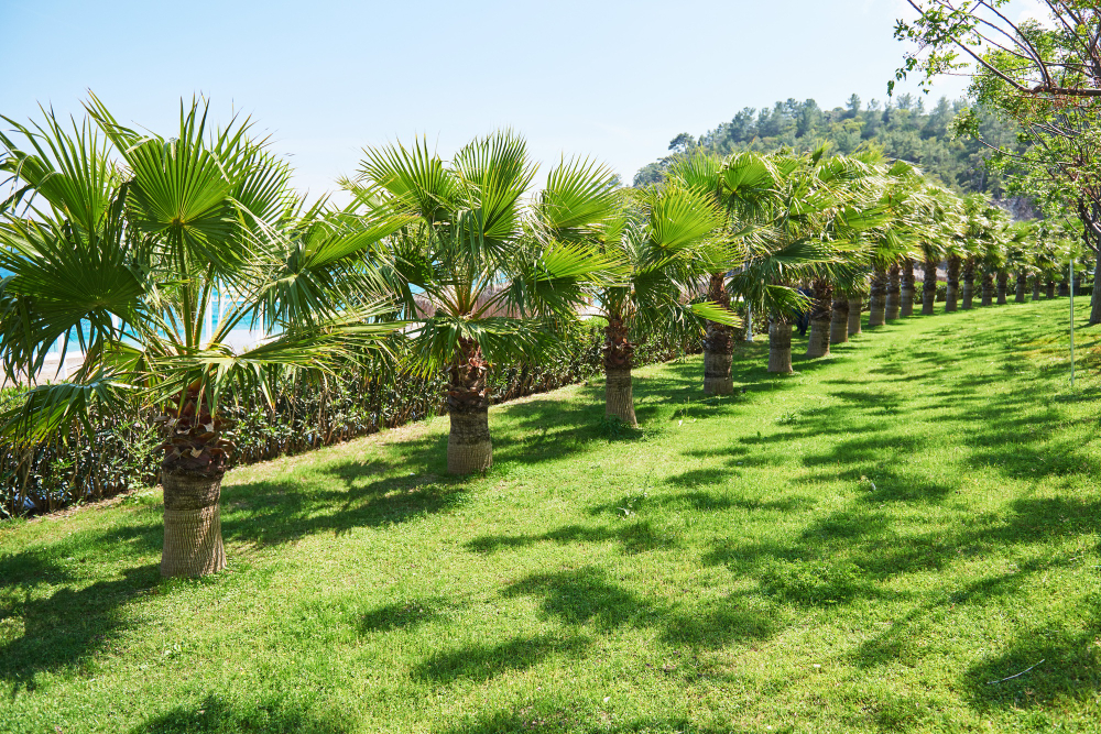 walkway summer park with palm trees amara dolce vita luxury hotel resort tekirova kemer turkey