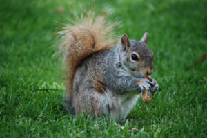 adorable squirrel with thick fluffy tail wild