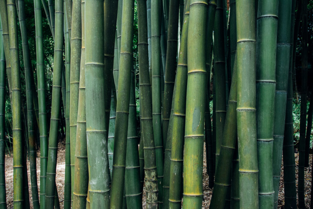 closeup shot bamboo trees