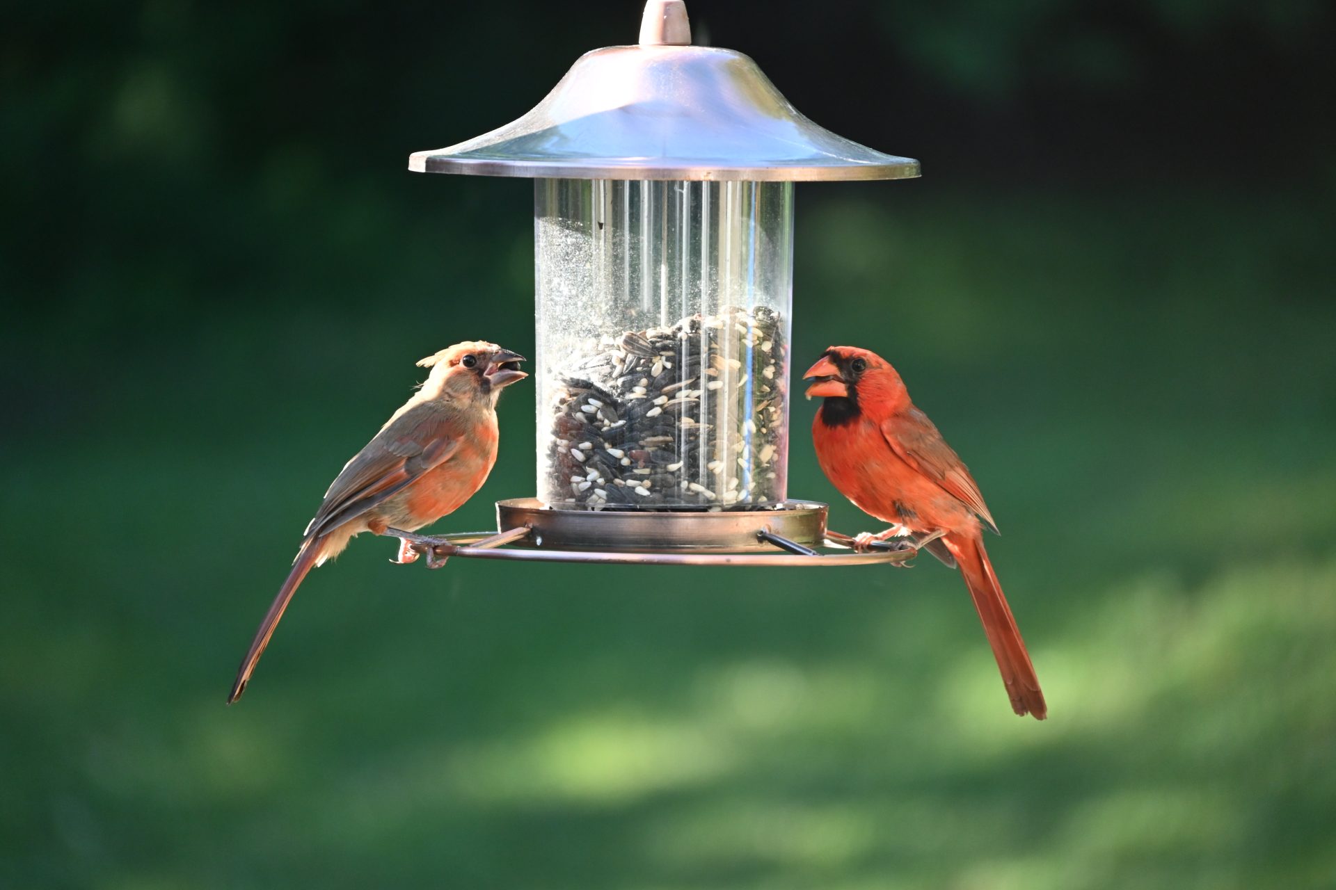 closeup shot bird feeder with two birds park