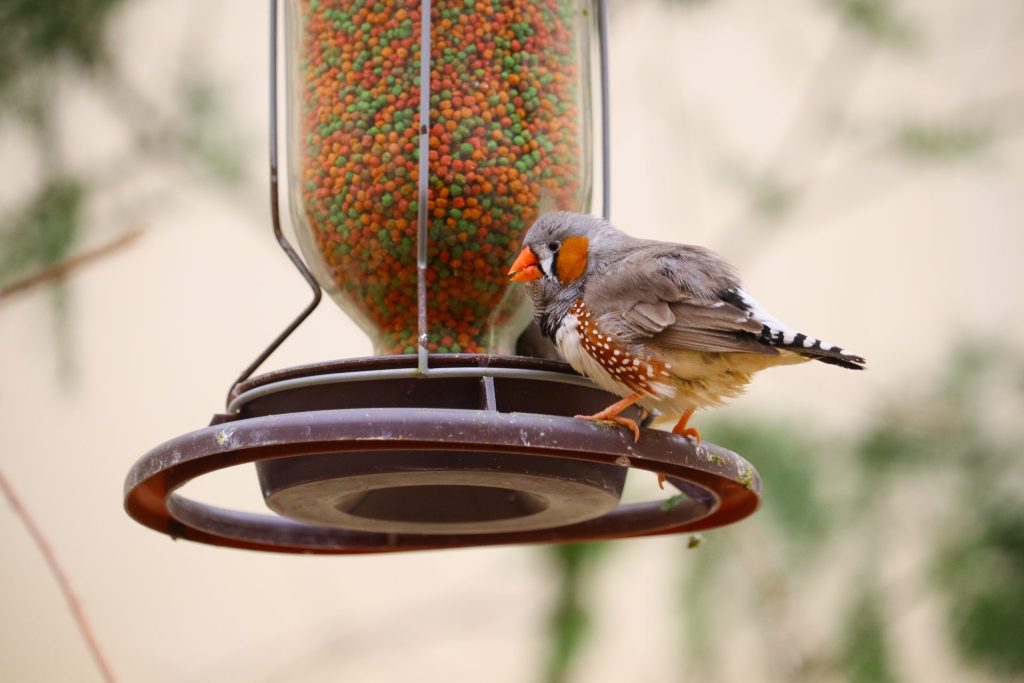 closeup shot house finch perched bird feeder