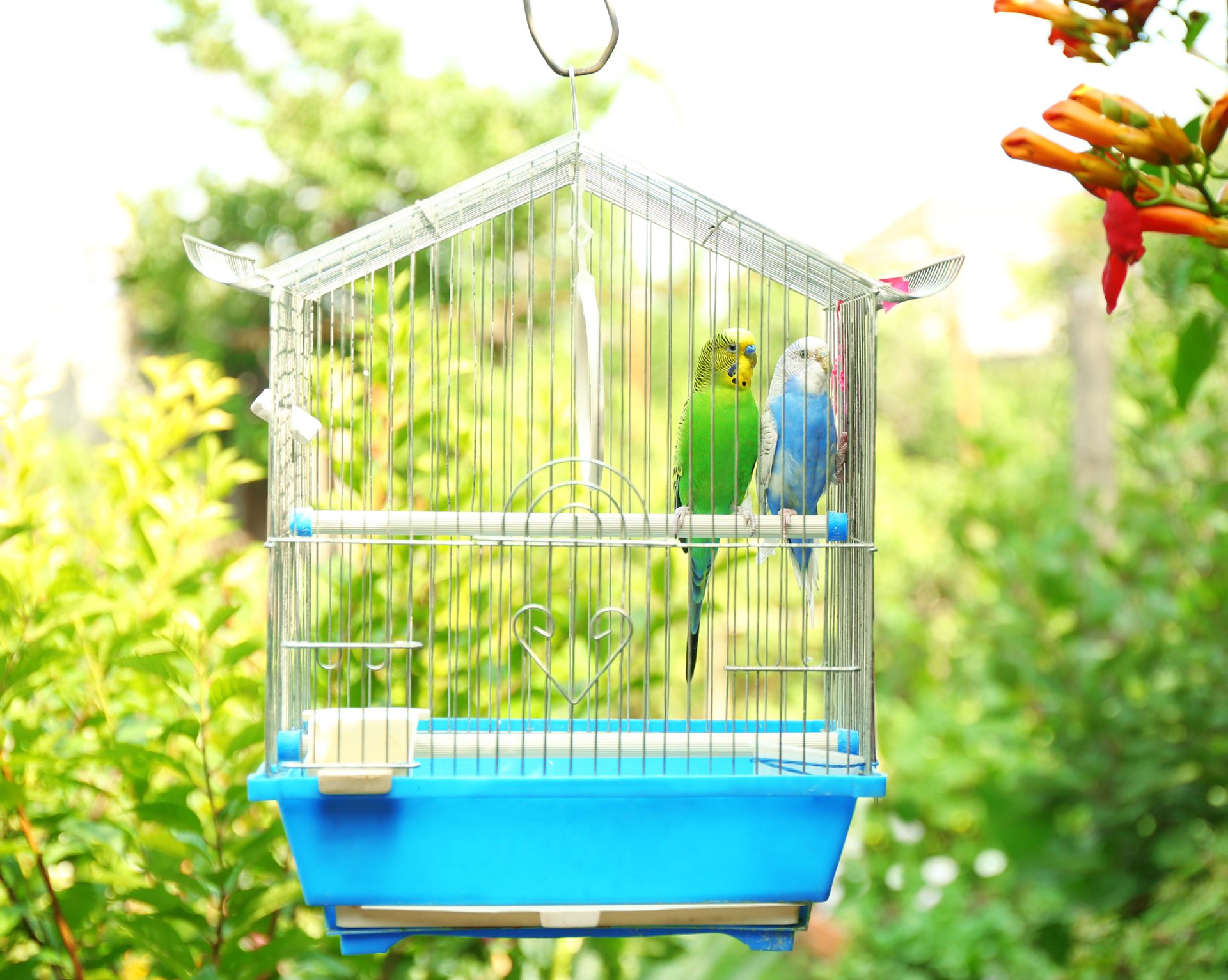 cute colorful budgies cage outdoors