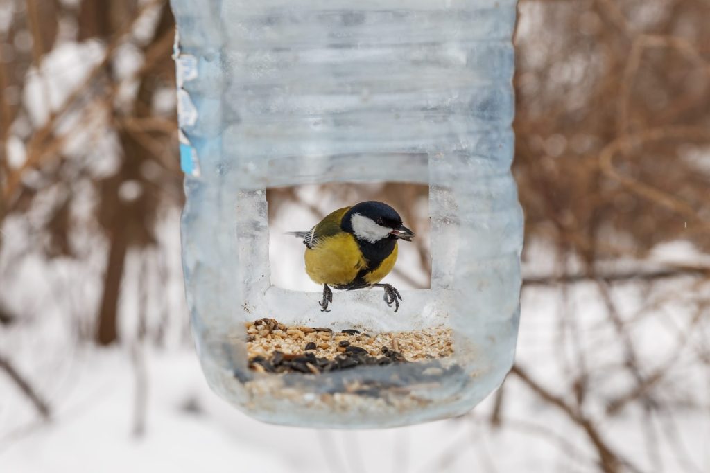 great tit sits bird feeder feeder is made from plastic bottle feeding birds winter